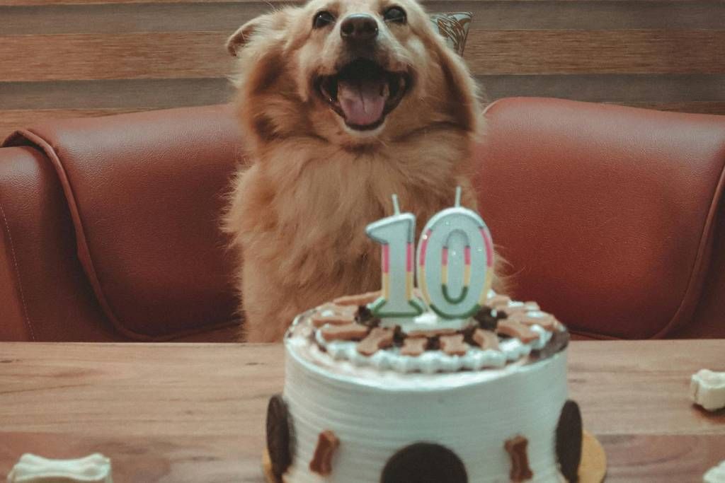 ¿Dónde comprar pasteles para perros y gatos en CDMX? Las opciones más ricas y seguras