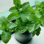 El secreto refrescante de la menta: así engaña al cerebro para sentir frío