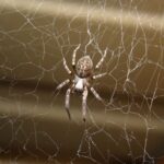 El gran vacío sobre insectos y arácnidos: 90 % de las especies carece de datos de conservación