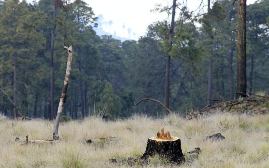 Deforestacion-en-la-Ciudad-de-Mexico-Foto-Cuartoscuro-20032024-1-1