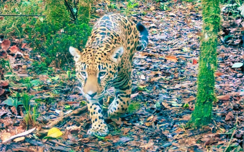 Jaguar_puma_sierra_de_las_minas_Guatemala_11032026
