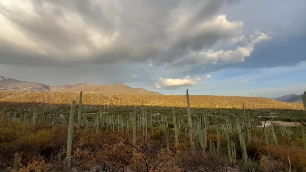 Reserva-de-la-Biosfera-Tehuacan-cuicatlan-1536x864