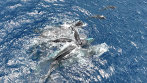 Screenshot 2026-03-27 at 16-14-08 Por primera vez científicos registraron en video cómo los cachalotes se apoyan mutuamente en el parto - Infobae