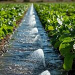 Tecnología de Bayer impulsa ahorro hídrico histórico en el campo mexicano