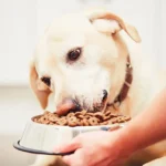 De las sobras al plato ideal: así está cambiando la alimentación de mascotas en México