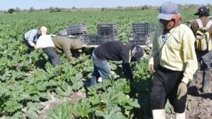 jornaleros-tematica.jpg_554688468