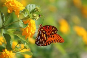 lantana-con-mariposa_9b1a3d19_230717120213_1000x666