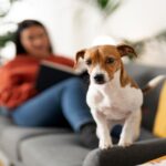 Clara Brugada lanza ofensiva por el bienestar animal en la CDMX con megajornada y nueva infraestructura