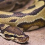 La pitón birmana inspira una posible nueva vía contra la obesidad