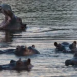 Colombia sacrificará a 80 hipopótamos: entre la conservación y el control poblacional