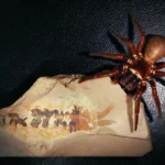 El ancestro marino que une a arañas y cangrejos herradura: un hallazgo de hace 500 millones de años