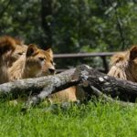 Tras reportaje, Sedema defiende manejo de vida silvestre y pide análisis técnico