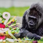 Fatou, la gorila más longeva del mundo, celebra 69 años bajo cuidados especiales en Berlín