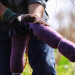 Del salón de belleza al rescate del ajolote: la innovadora solución que limpia los canales de Xochimilco