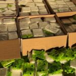 CBP decomisa droga millonaria en operativos fronterizos en Texas