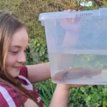 El misterio del ajolote en Gales: hallazgo inesperado de una especie mexicana en peligro crítico