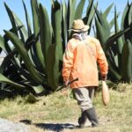 Pulque y electrónica toman el Centro Histórico: anuncian fiesta gratuita este sábado en CDMX
