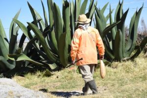 centro-historico-cdmx-fiesta-del-pulque-fecha-cartelera-1-1024x683