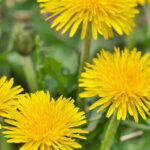 Diente de león: entre remedio ancestral y evidencia científica, ¿qué tan efectivo es realmente?