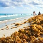 De problema a energía: Quintana Roo apuesta por convertir el sargazo en biogás