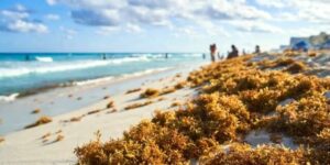 recale-de-sargazo-playas-cancun-1-e1762200812410