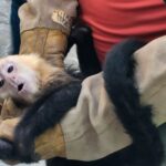 Rescate en carretera: salvan a 10 monos capuchinos del tráfico ilegal en Tabasco