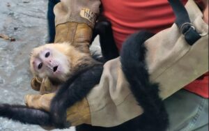 rescatan-10-monos-capuchinos-profepa